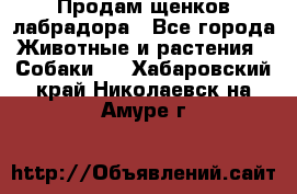 Продам щенков лабрадора - Все города Животные и растения » Собаки   . Хабаровский край,Николаевск-на-Амуре г.
